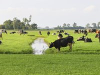 Planten beschikken over verdedigingsleger