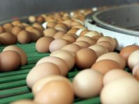 Dijksma: perspectief voor akkerbouw