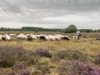 Putters adviseert hoofdlijnenakkoord, ook op landbouw en stikstof