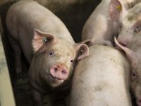 Enorme stijging braakland in België