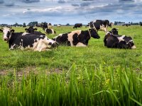 Avebe en universiteit willen samen innoveren