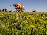 Teler neemt geen risico en beregent fruitbomen tegen nachtvorst