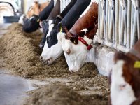 Forse klimaatwinst door ander eetpatroon
