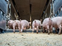 Onderzoekers: kans op virusverspreiding via varkensvoer nihil