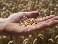 Import kunstmest EU gekelderd, risico voor landbouwproductie