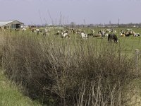 Eerste Kamer steunt aanpassingen fosfaatrechtenstelsel