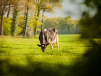 Ministerie staakt monitoring handel in fosfaatrechten