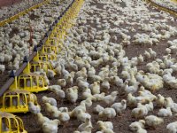 \'Middelengebruik in akkerbouw kan nog verder omlaag\'