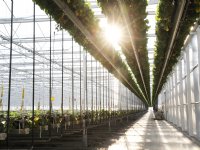 Fritesaardappelen groeien door naar 65 ton per hectare