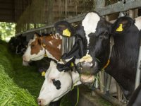 Wintersterfte onder bijenvolken hoger dan voorgaande jaren