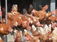Boeren vrezen plan Europese Commissie voor uitgekleed GLB-budget