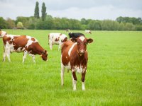 Rabobank laat glastuinders hun CO2-voetafdruk berekenen