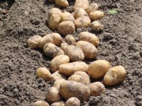 Weidegang staat onder druk door afschaffen van derogatie