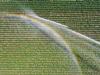 Bijna 100.000 liter-koe dood door evacuatie
