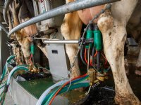 Weidegang op bijna driekwart melkveebedrijven