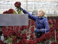 Podcast Boeren in roerige tijden: pluimveebedrijf Van Ramshorst