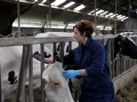 Prognoses graanoogst opnieuw hoger