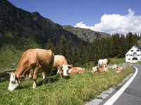 Natuurplan voorEngewormer af