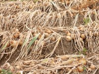 Vlaming leert fruit eten van eigen bodem