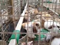 Provincies onderzoeken biologische landbouw