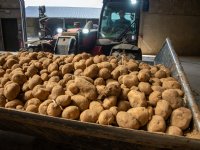 Zorgen bij aardappelverwerkende industrie om droogte