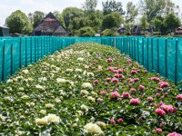 Gedeputeerde: \'Boeren treft geen blaam in luchtwasserkwestie\'