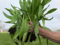 Lemken verfijnt ondiepe stoppelbewerking