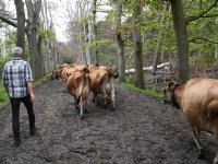 Melkveehouders slepen Rabobank voor de rechter