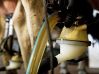 Zonnebrandschade in hardfruit leidt tot lagere producties