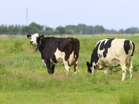 Q-koorts geitenbedrijf Vinkel vastgesteld