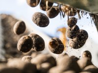 Sector start innovatieprogramma Fruit 4.0