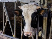 Eerste Zerostal draait in 2017