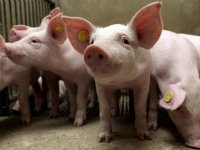 Kwekers eisen opheffing van EU-verbod voor waterhyacinten