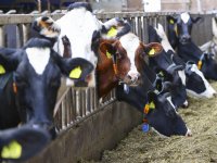 Aviko meet lagere aardappelopbrengst dan in 2023