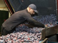 Vaccinatieverbod IBR België uitgesteld