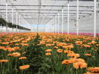 Ausnutria wil meer geiten- en koemelk verwerken
