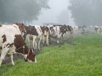 Twaalf Denen aan besmette worst overleden