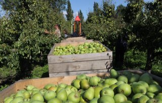 Rusland haalt vooral peren uit Wit-Rusland