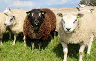 65 schapen gestolen in Meedhuizen