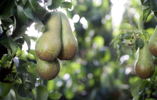 België spant zich extra in om fruitmarkten te openen