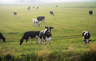 'Fosfaatrechten bestraffen duurzame boer'
