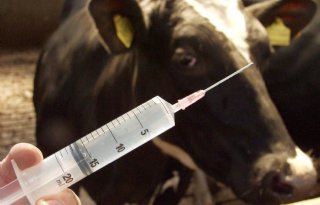 Verdere daling antibioticagebruik veehouderij