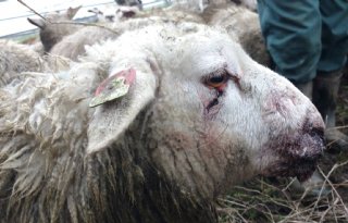 Gedupeerde schapenhoudster: let op honden
