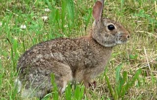 Virus velt tamme en wilde konijnen