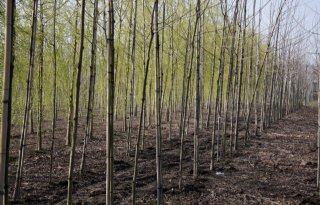 Subsidie voor negen boomteeltprojecten