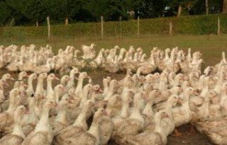 Vogelgriep legt productie foie gras stil