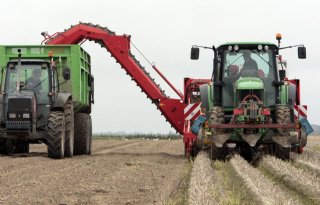 Vlaams aardappelareaal dijt 8 procent uit
