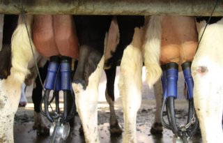 Melkprijs RFC gaat in januari 4 euro omlaag