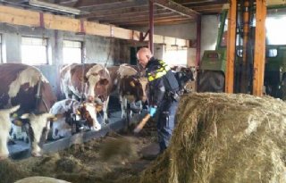 Boer+overlijdt+in+stal%2C+agent+voert+koeien