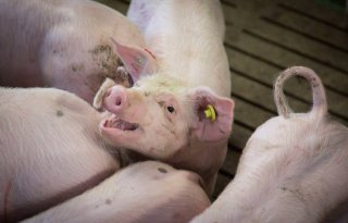 'Gezondheid varkens moet niet uit een potje komen'